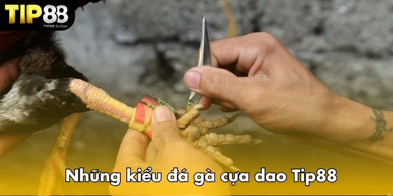 Những kiểu đá gà cựa dao Tip88