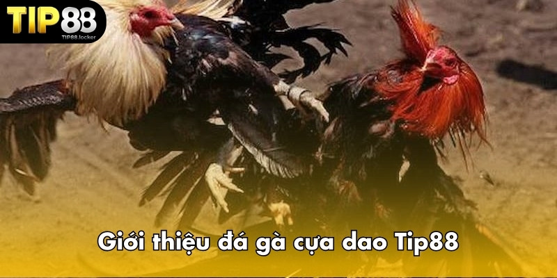 Luật đá gà cựa dao Tip88