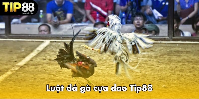 Luật đá gà cựa dao Tip88